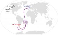 Map of shellfish locations